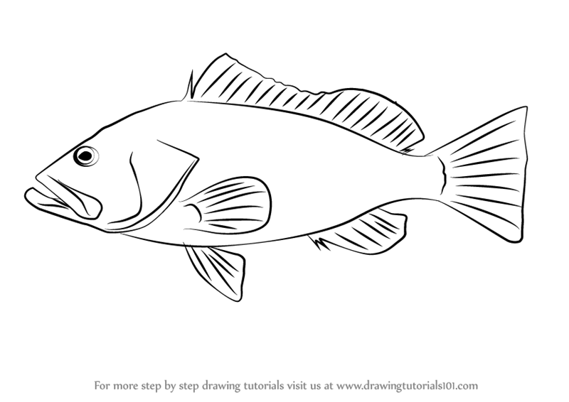 800x566 Learn How To Draw A Red Grouper (Fishes) Step By Step Drawing - Grouper Sketch