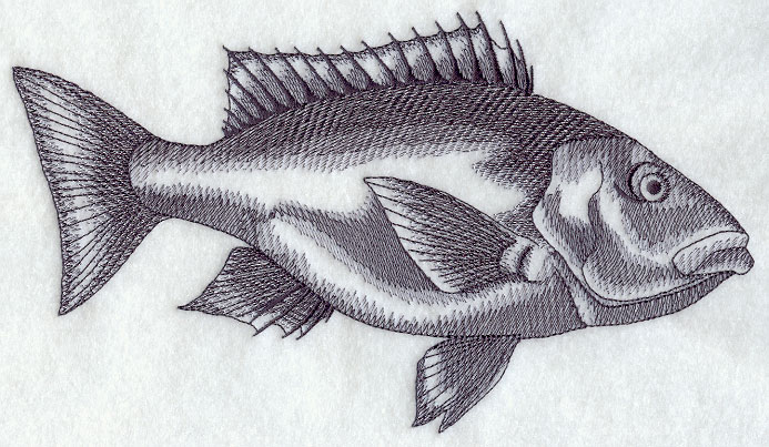 693x403 Machine Embroidery Designs - Grouper Sketch