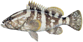 345x175 Nassau Grouper - Grouper Sketch