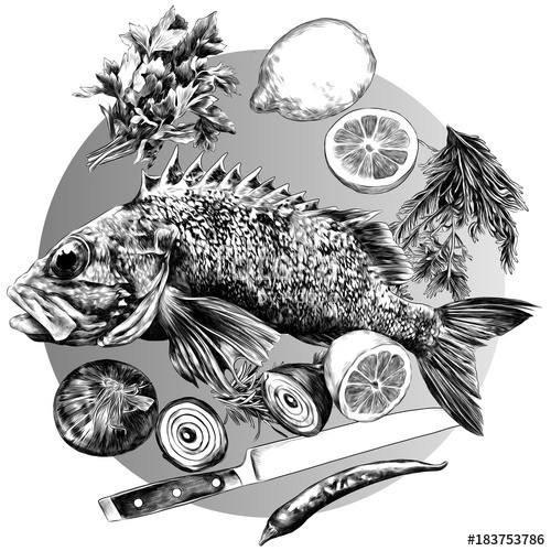500x500 Grouper Lemon Pepper Parsley Onion Knife Green Sketch Vector - Grouper Sketch