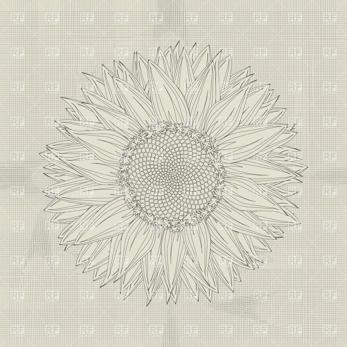 1200x1200 Sunflower Grunge Sketch Vector Image Vector Artwork Of Plants - Grunge Sketch