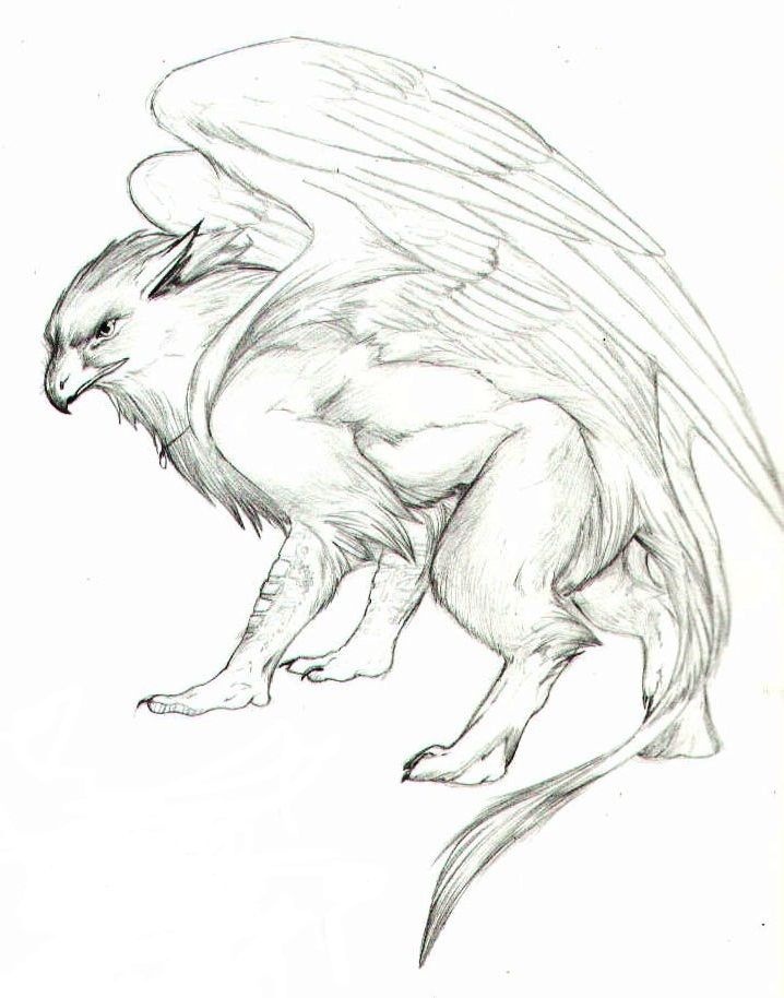 718x914 Gryphon Sketch Bethany Land Drawings, Mythical - Gryphon Sketch