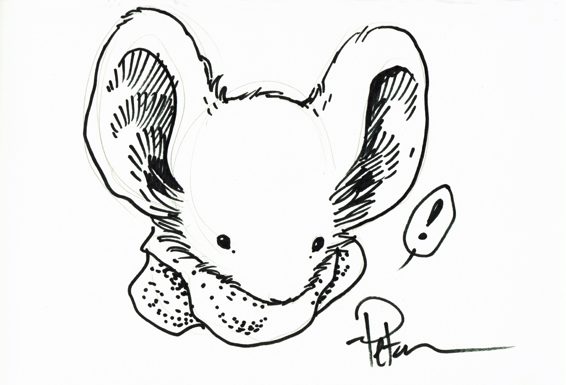 1836x1250 Mouse Guard Sketch - Guard Sketch