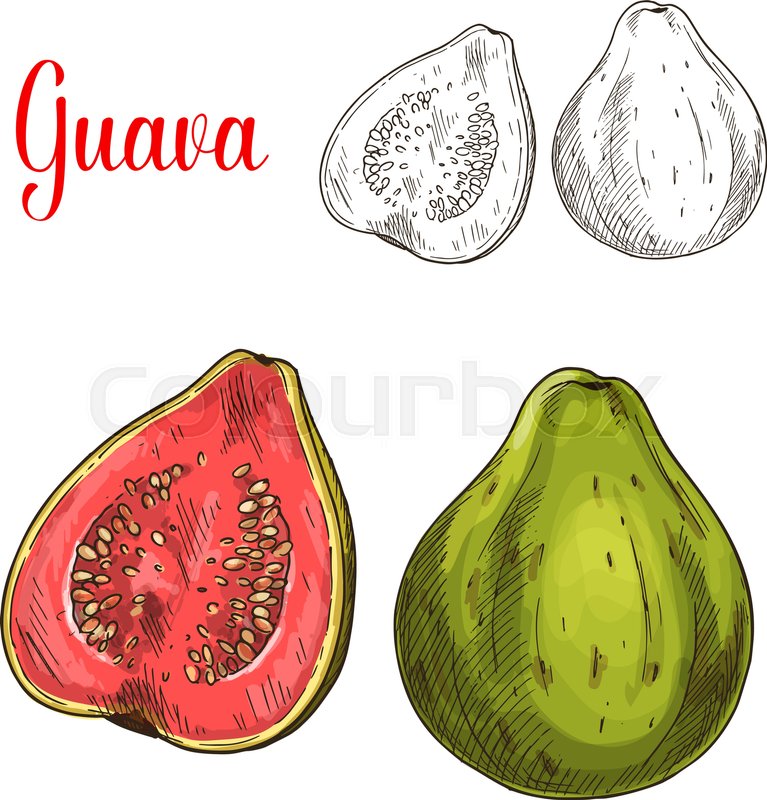767x800 Guava Fruit Isolated Sketch. Whole And Half Of Fresh Tropical - Guava Sketch