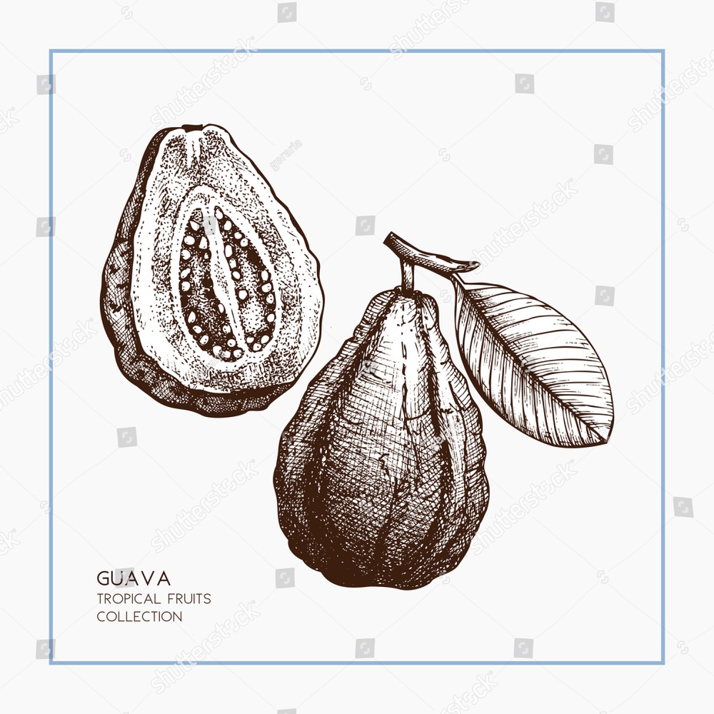 1000x1000 Guava Hand Drawn Illustration. Engraved Botanical Sketch. Vintage - Guava Sketch