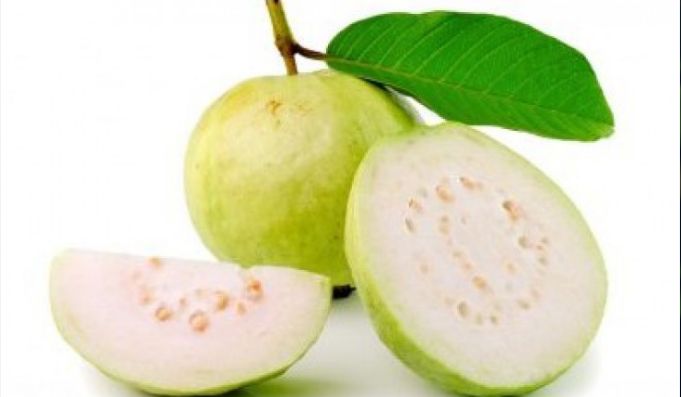 681x397 Klutuk Guava ( Jambu Klutuk) For Treat Many Disease Steemit - Guava Sketch