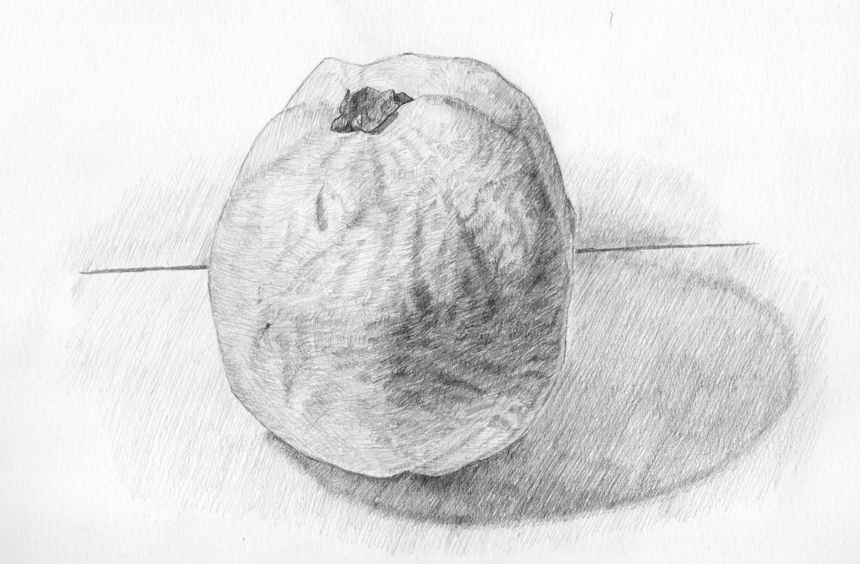 2905x1908 My Drawing Practice A Guava Fruit. - Guava Sketch