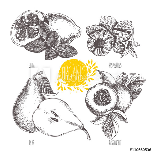 500x500 Series - Guava Sketch