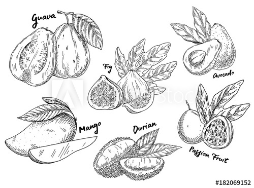 500x371 Sketch Of Guava And Avocado, Fig And Mango, Durian - Guava Sketch