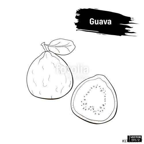 500x500 Sketch Outline Of Guava Fruit. Stock Image And Royalty Free - Guava Sketch