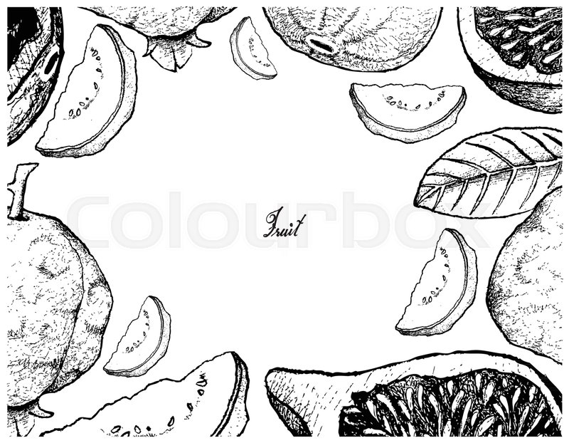 800x622 Tropical Fruit, Illustration Of Hand Drawn Sketch Delicious Fresh - Guava Sketch