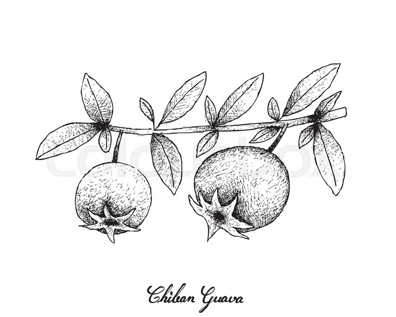 800x640 Tropical Fruits, Illustration Of Hand Drawn Sketch Chilean Guava - Guava Sketch