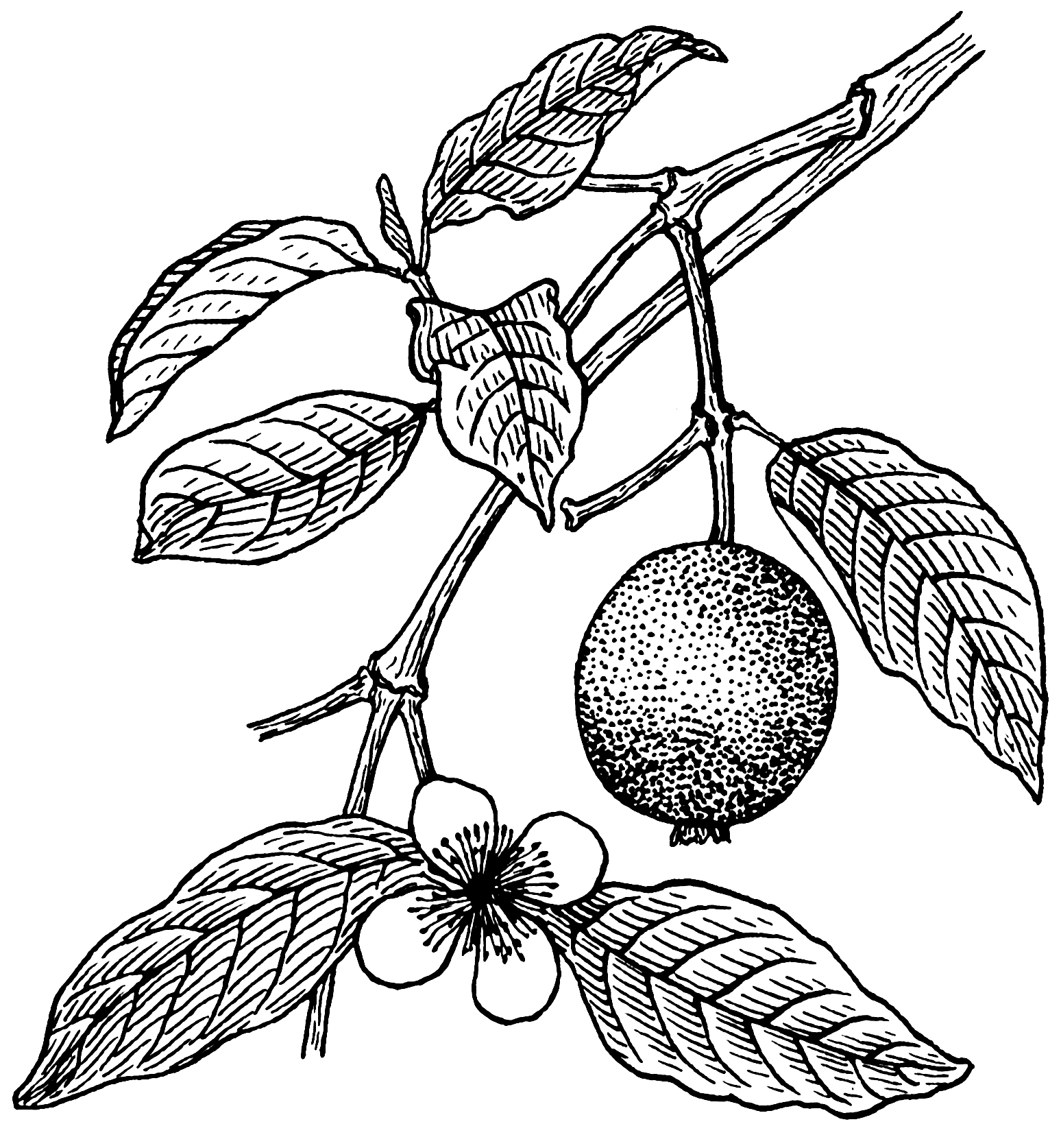 1548x1674 Fileguava (Psf).png - Guava Sketch