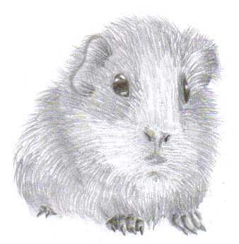 338x345 Guinea Pig Sketch By D1g1m0ncrazy - Guinea Pig Sketch