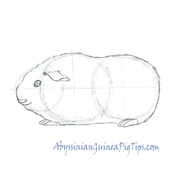 600x600 How To Draw A Guinea Pig Abyssinian Guinea Pig Tips - Guinea Pig Sketch