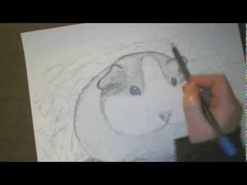 480x360 How To Draw A Guinea Pig - Guinea Pig Sketch