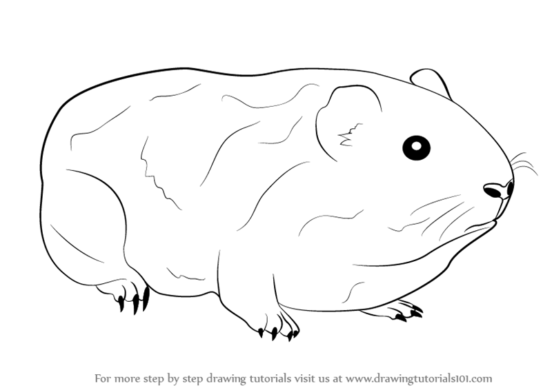 800x566 Learn How To Draw A Guinea Pig (Farm Animals) Step By Step - Guinea Pig Sketch