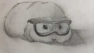 320x180 Liked Drawings By Cavydoodles - Guinea Pig Sketch