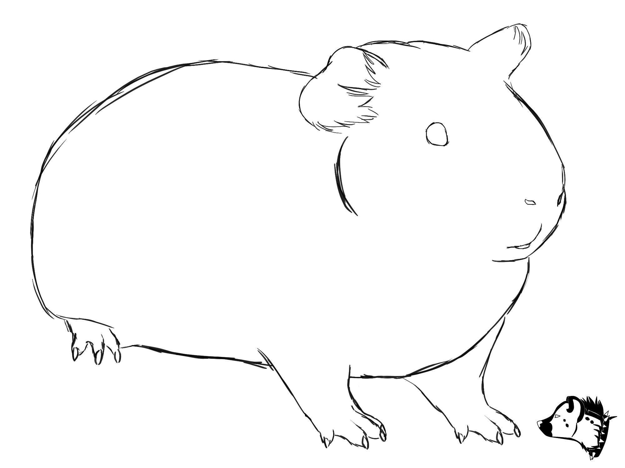 2000x1500 Sketch Drawing From Guineapig Town - Guinea Pig Sketch