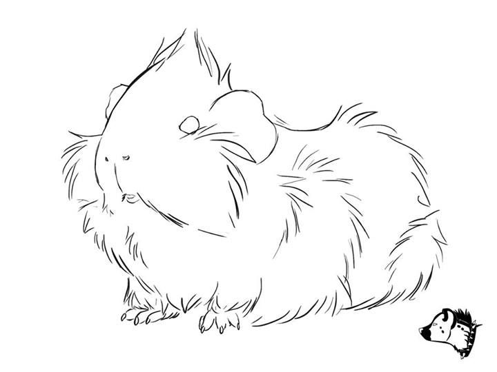 720x540 This Image By Guineapig Town Is So Cute! It Would Make A Great - Guinea Pig Sketch