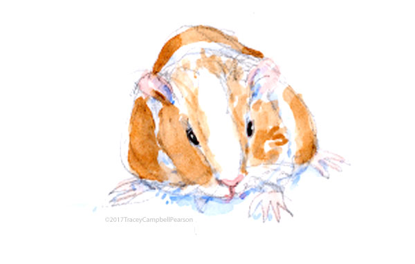 600x382 Tracey Campbell Pearson Guinea Pig Sketch 2 - Guinea Pig Sketch