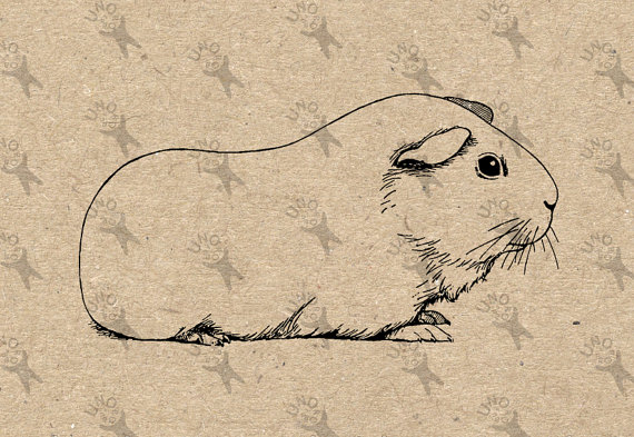 570x393 Vintage Retro Drawing Image Guinea Pig Picture Instant Download - Guinea Pig Sketch