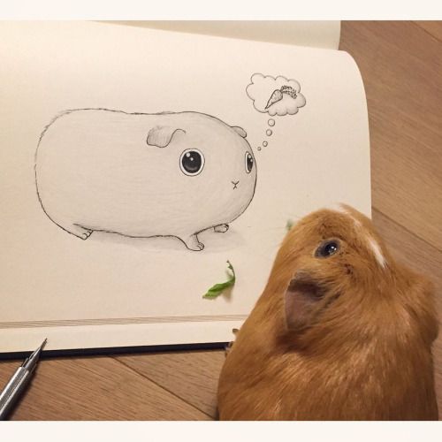 500x500 Cute Guinea Pig Sketch Cavy Cuties Cute Guinea - Guinea Pig Sketch