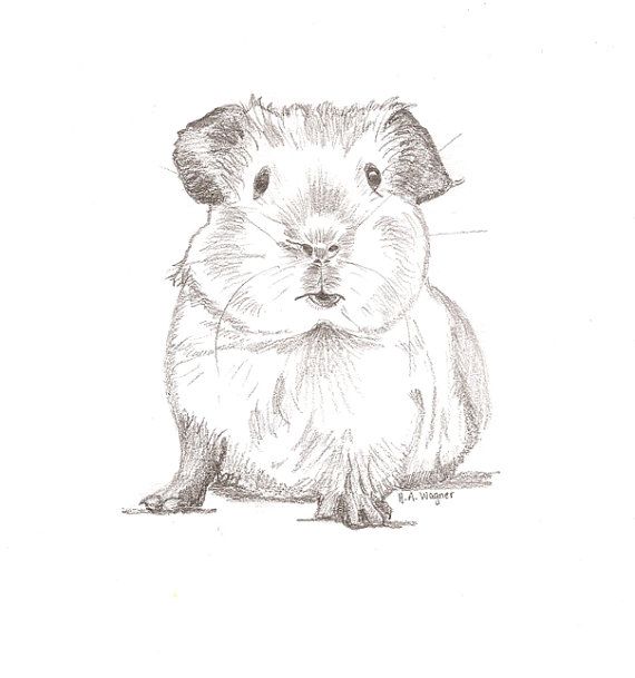 570x609 Guinea Pig Chum Pencil Drawingpet Artanimal Artnursery Art - Guinea Pig Sketch