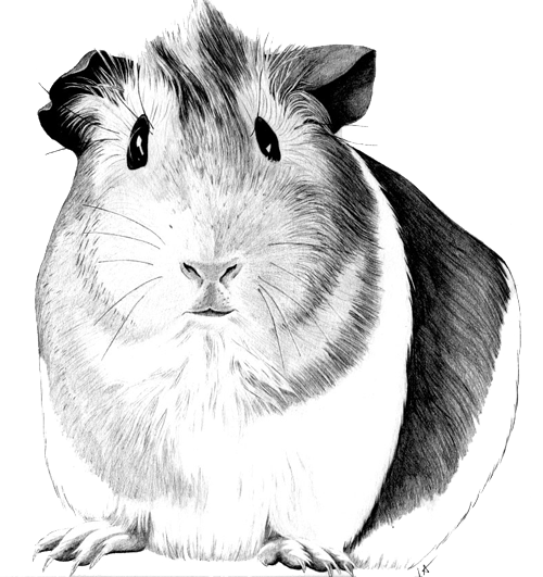 500x531 Guinea Pig Drawing - Guinea Pig Sketch