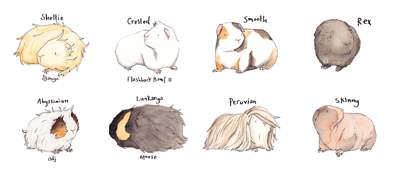 800x364 Guinea Pig Sketches - Guinea Pig Sketch