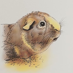 300x300 Guinea Pig Drawings Fine Art America - Guinea Pig Sketch