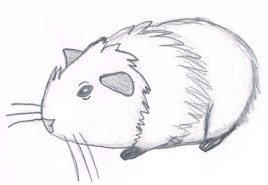 900x622 Guinea Pig Sketch (First Attempt In Years) By May I Tutchem On - Guinea Pig Sketch
