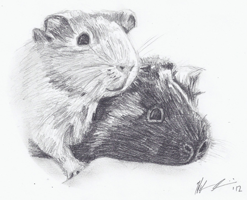 500x404 Guinea Pig Sketch By H Heather - Guinea Pig Sketch
