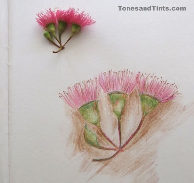 400x377 Gum Blossom Tonesandtints - Gum Sketch