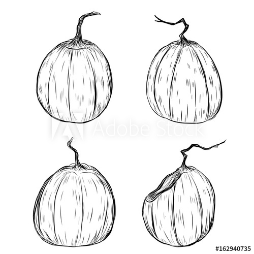 500x500 Halloween Pumpkin By Hand Drawing.halloween Pumpkin Sketch Vector - Halloween Pumpkin Sketch