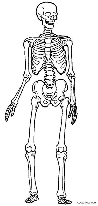 389x820 Skeleton Head Coloring Pages 2689872 - Halloween Skeleton Sketch