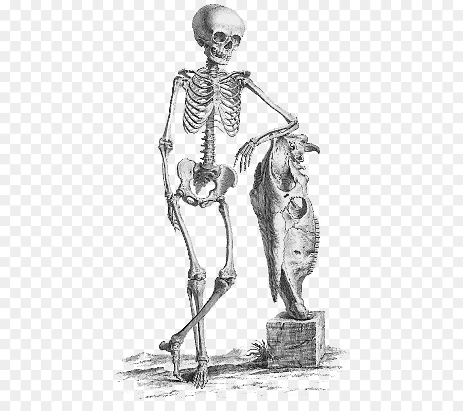 900x800 Surgery Anatomy Medicine Bone Human Skeleton - Halloween Skeleton Sketch