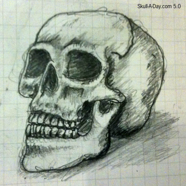 639x640 Sketched Skull - Halloween Skull Sketch