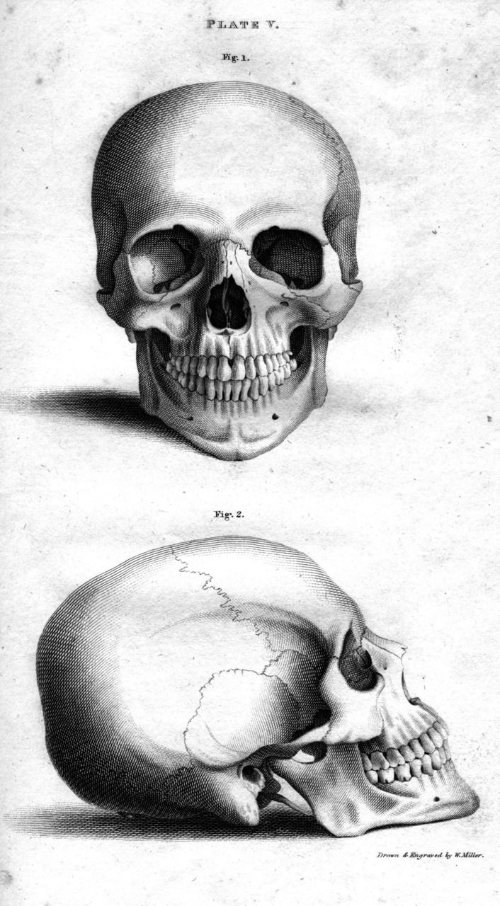 706x1280 Skull Illustration Halloween...smash Book, Junk Journal...etc - Halloween Skull Sketch