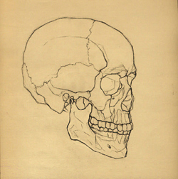 250x252 Skull Illustration Halloween Hanslodge Library Skull - Halloween Skull Sketch