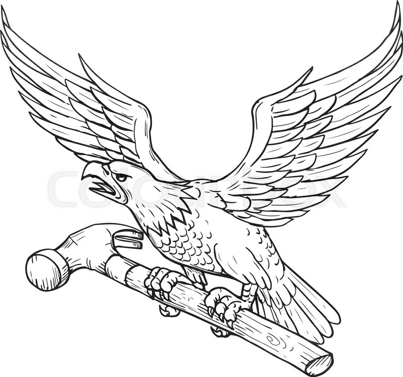 800x747 Drawing Sketch Style Illustration Of An American Bald Eagle - Hammer Sketch