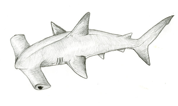600x359 Hammerhead Shark By Brandenhead - Hammerhead Shark Sketch