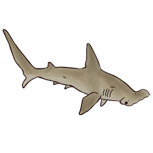 500x500 How To Draw A Hammerhead Shark 5 Steps (With Pictures) - Hammerhead Shark Sketch