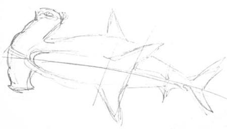 450x255 How To Draw A Hammerhead Shark - Hammerhead Shark Sketch