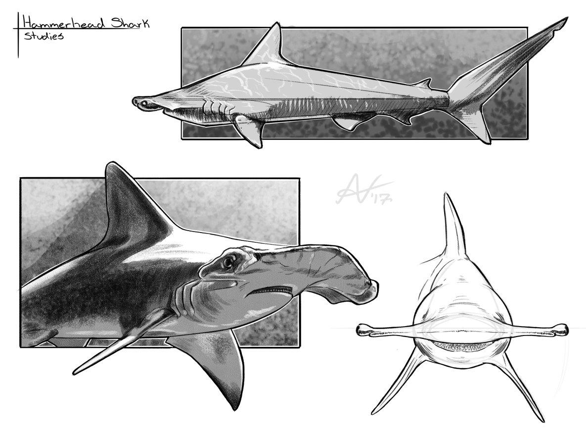 1185x881 Sketch Warmups Hammerhead Shark Studies By Veyz - Hammerhead Shark Sketch