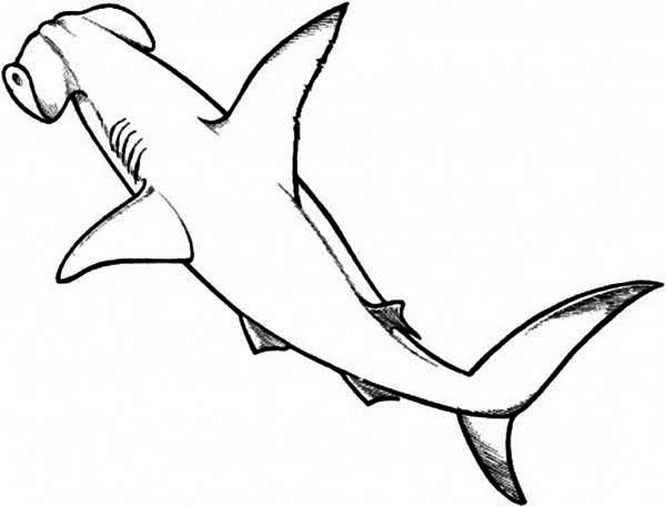 600x457 A Drawing Of Hammerhead Shark From The Top Coloring - Hammerhead Shark Sketch