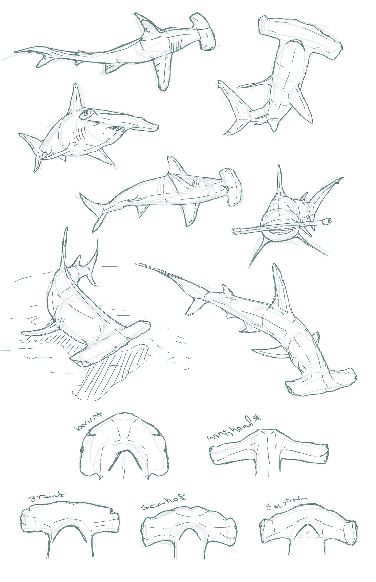 1242x1920 Edemoss Hammerhead Sketches I Did For A Piece... Art And - Hammerhead Shark Sketch