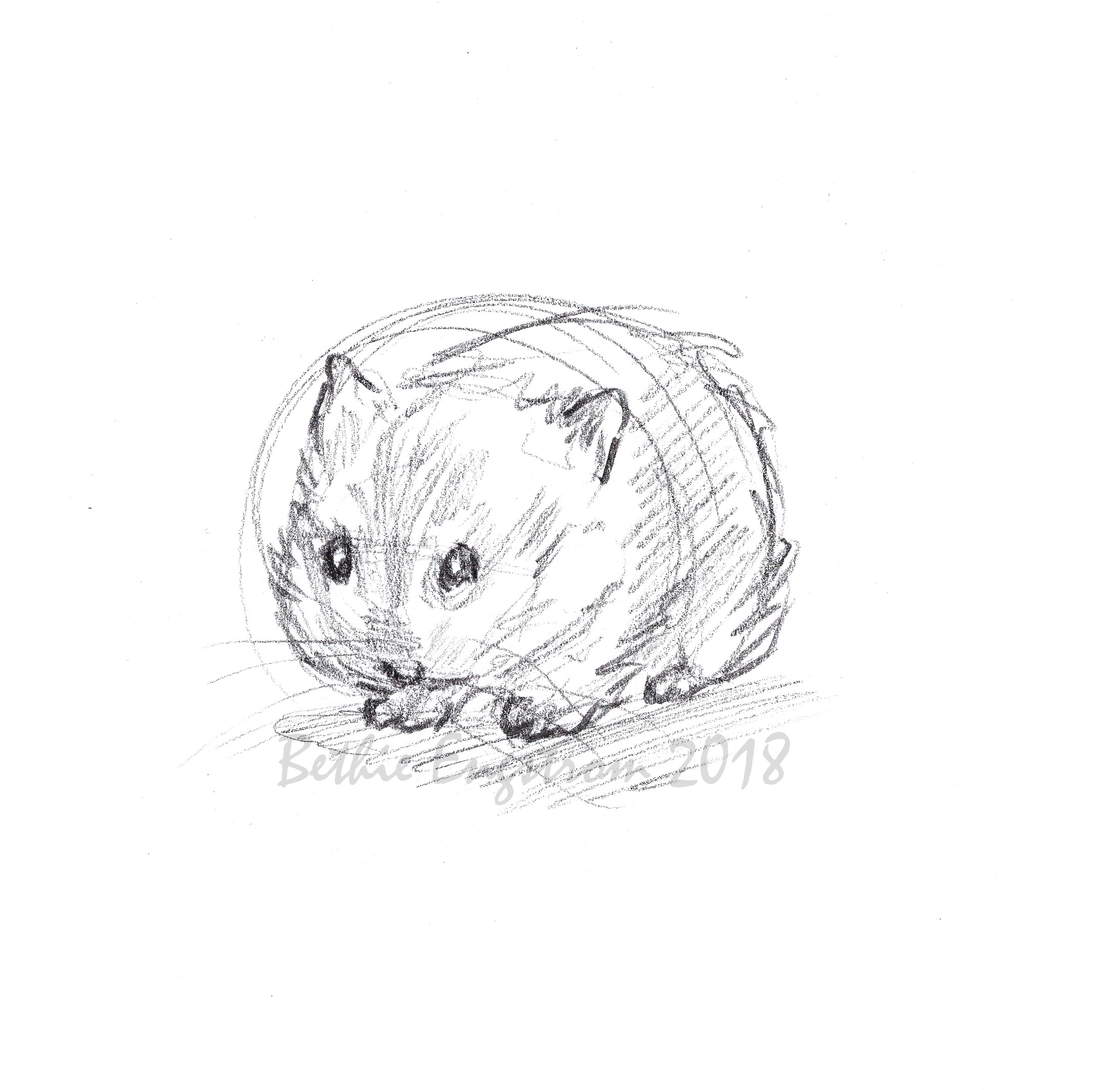 2218x2158 Hamster Sketch Bethie Engstrom Illustrations - Hamster Sketch
