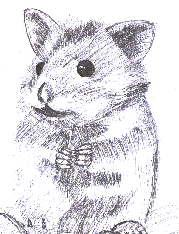 600x783 Hamster Sketch 2 By Alexbluez - Hamster Sketch