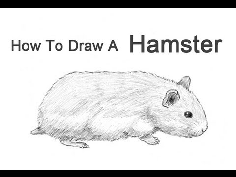 480x360 How To Draw A Hamster - Hamster Sketch
